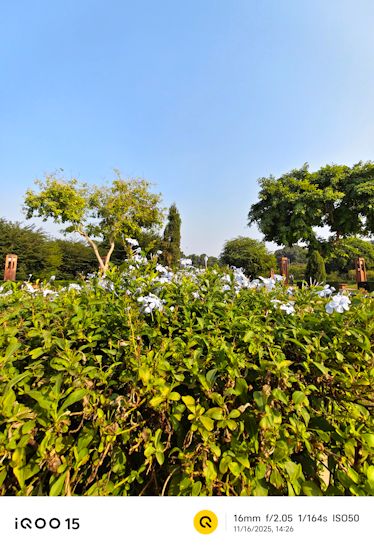 iQOO 15 16mm daytime shot of flowers iQOO 15 16mm daytime shot of flowers