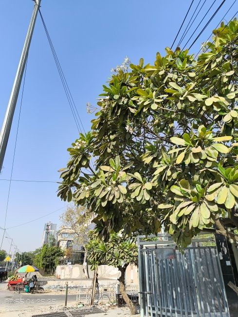 CMF Phone-2 Pro photo of tree