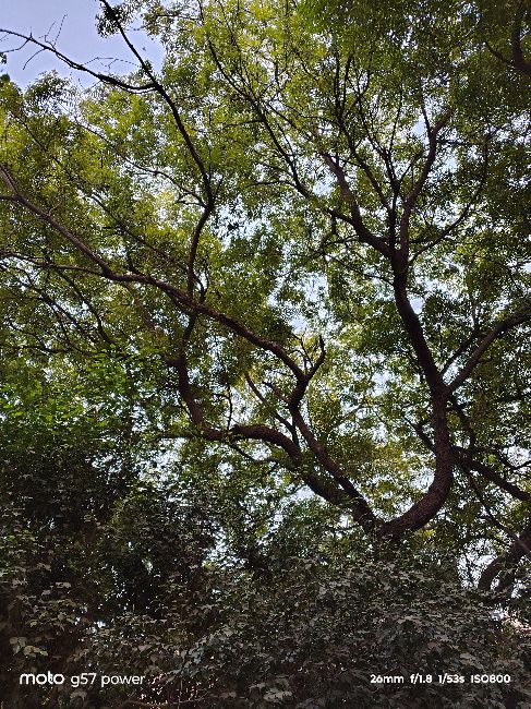 Moto G57 power main camera image of trees