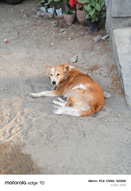 Motorola Edge 70 Main Camera shot 6