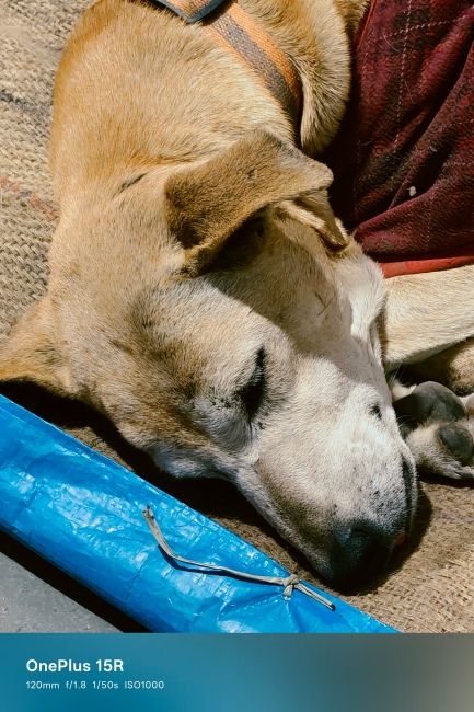 OnePlus 15R Main camera Night shot 4