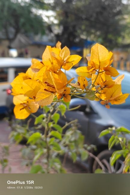 OnePlus 15R Main camera day shot 2