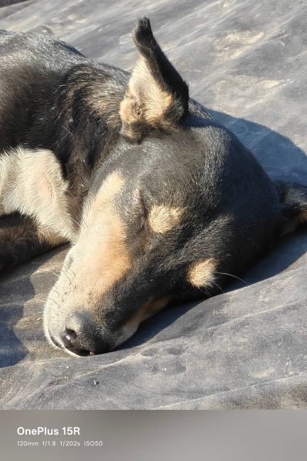 OnePlus 15R Main camera day shot 3