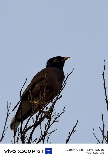 Vivo X300 Pro Telephoto camera shot 3 Vivo X300 Pro Telephoto camera shot 3