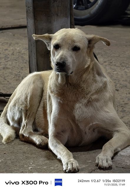 Vivo X300 Pro Telephoto camera shot 2 Vivo X300 Pro Telephoto camera shot 2