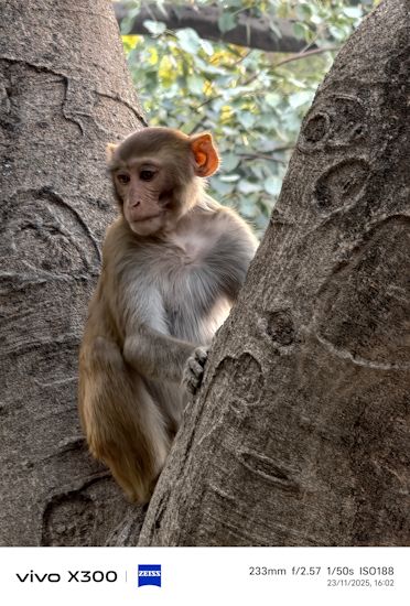 Vivo X300 day shot monkey