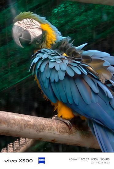 Vivo X300 day shot parrot