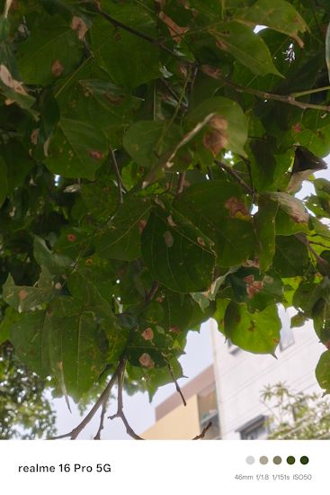 Realme 16 Pro 46mm day shot leaves