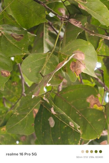 Realme 16 Pro 92mm day shot leaves