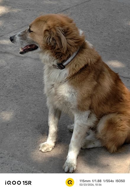 iQOO 15R main camera shot 3