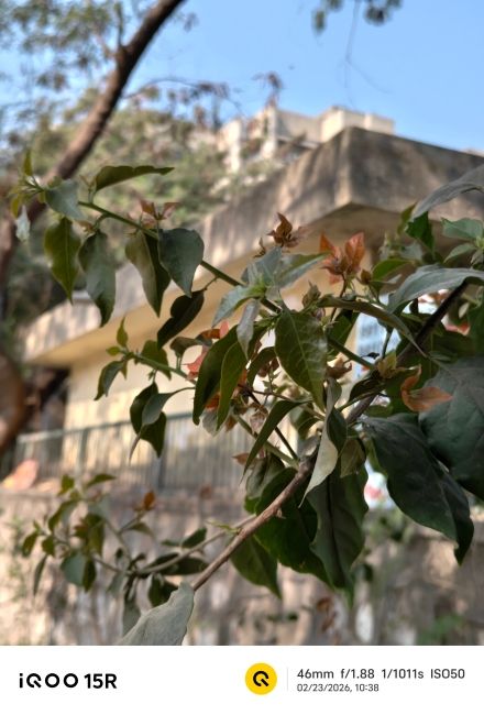 iQOO 15R main camera shot 4