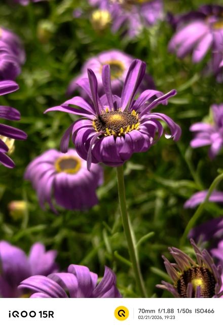 iQOO 15R main camera shot 8