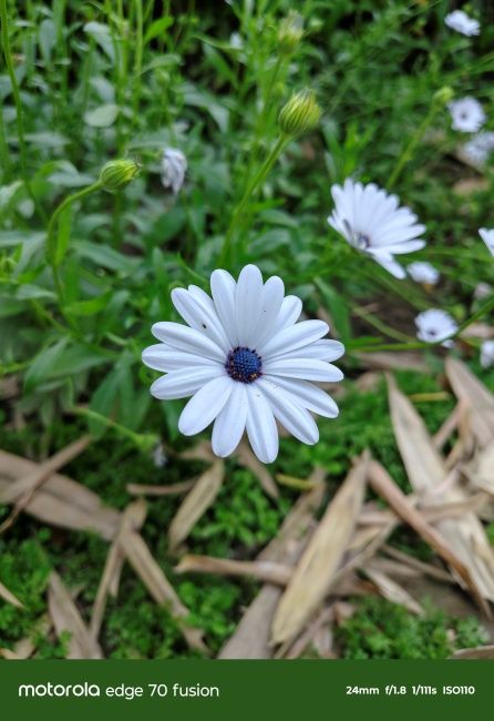 Motorola Edge 70 Fusion Main Camera shot 4