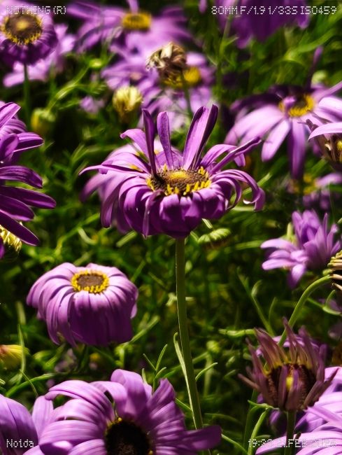 Nothing Phone (4a) Telephoto Camera Shots 6