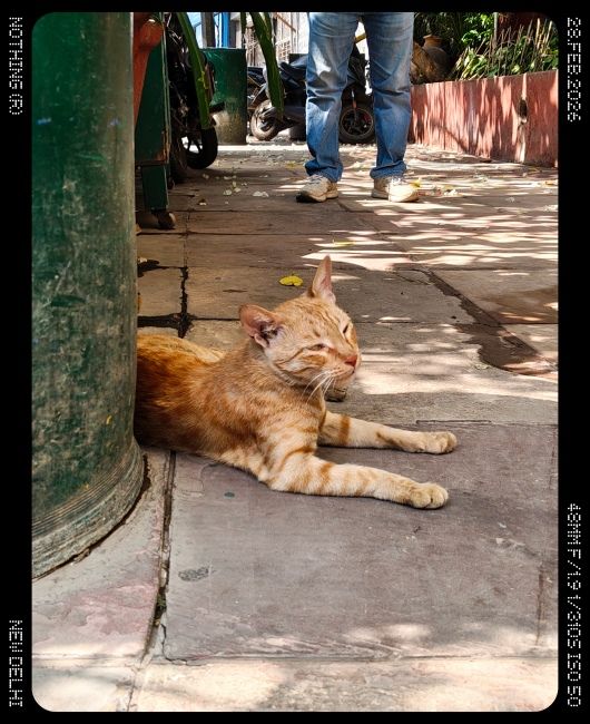 Nothing phone (4a) Main Camera Shot 5