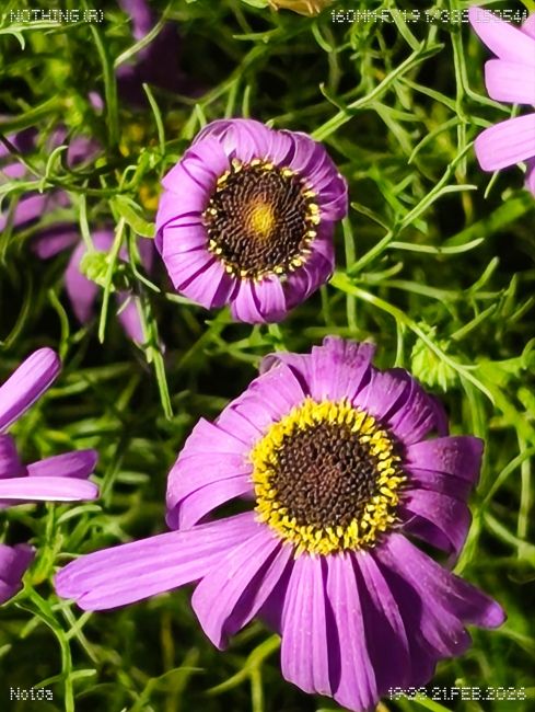 Nothing phone (4a) Telephoto Camera Shot 11