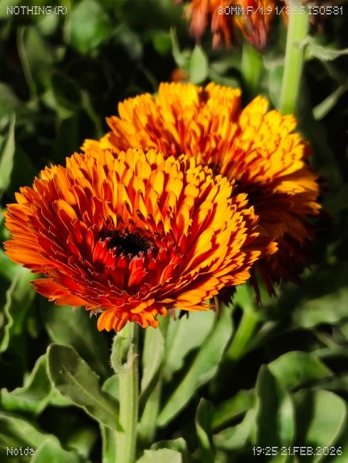 Nothing phone (4a) Telephoto Camera Shot 10