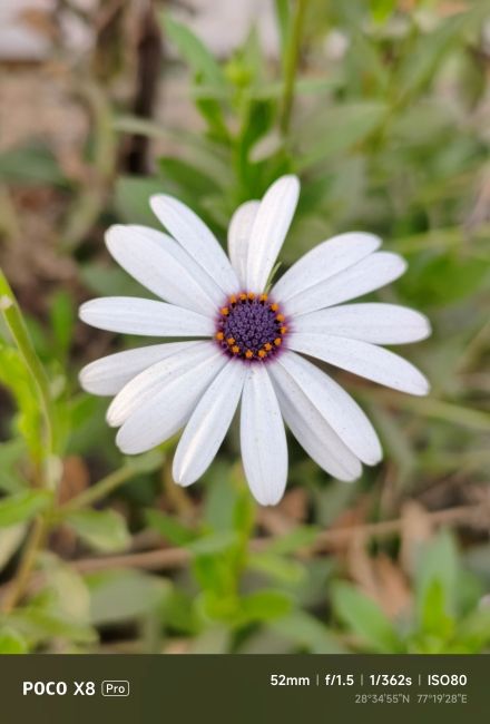 POCO X8 Pro Main Camera Shot 6