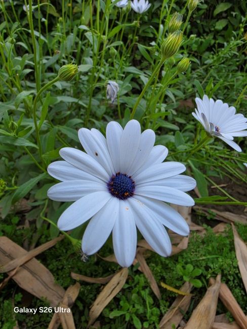 Samsung Galaxy S26 Ultra Macro Ultrawide Camera Shot 1