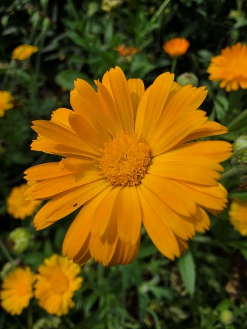 Samsung Galaxy S26 Ultra Macro Ultrawide Camera Shot 2