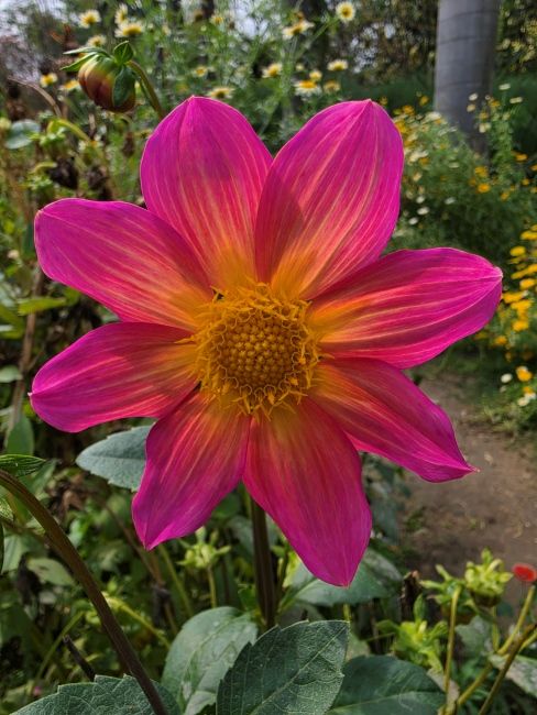 Samsung Galaxy S26 Ultra Macro Ultrawide Camera Shot 3