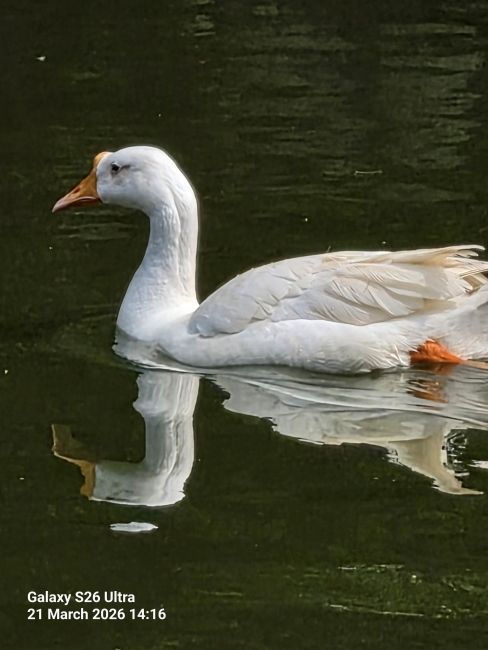 Samsung Galaxy S26 Ultra Super Telephoto Camera shot 6