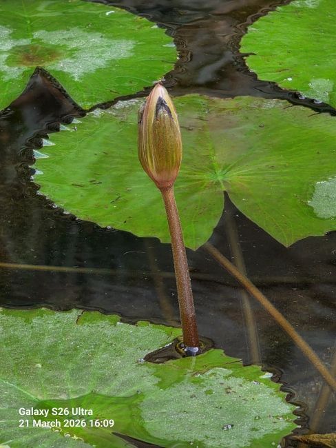 Samsung Galaxy S26 Ultra Super Telephoto Camera shot 8