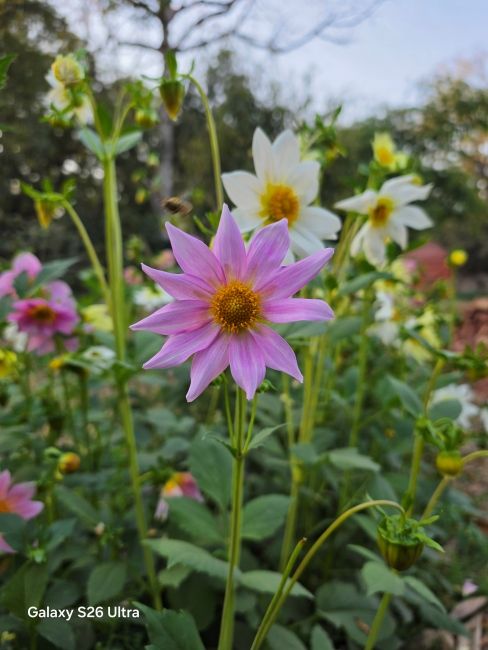 Samsung Galaxy S26 Ultra main camera shot 3