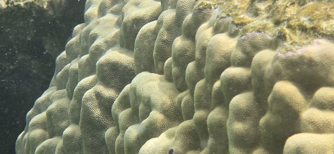 Ocean Mode used in Galaxy S24 Ultra for 3D mapping of coral reefs