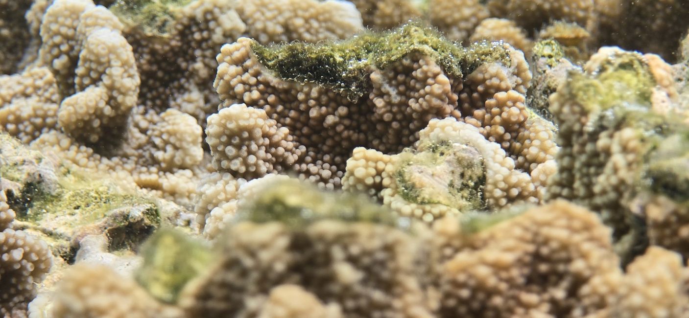 Ocean Mode used in Galaxy S24 Ultra for 3D mapping of coral reefs