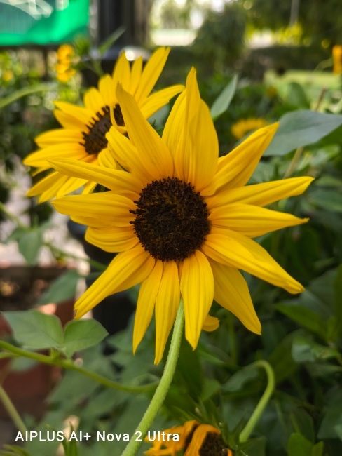 Ai Plus Nova 2 Ultra 5G main camera shot 2