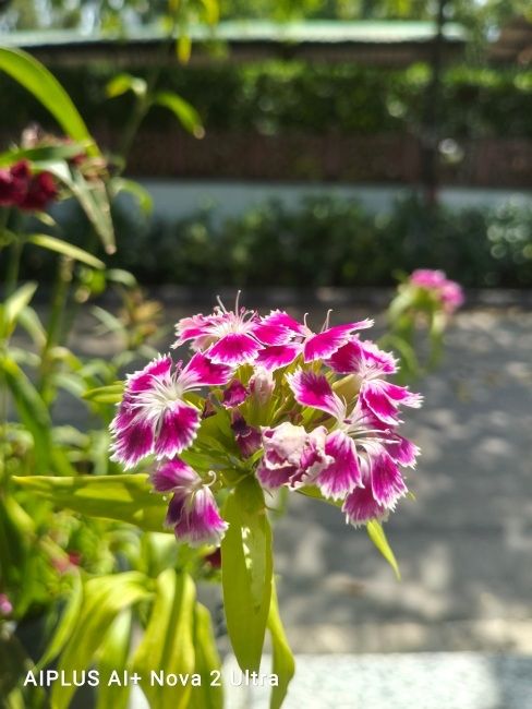 Ai Plus Nova 2 Ultra 5G main camera shot 3