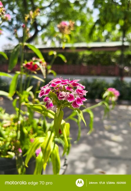 Motorola Edge 70 Pro Main Camera Daylight shot 1