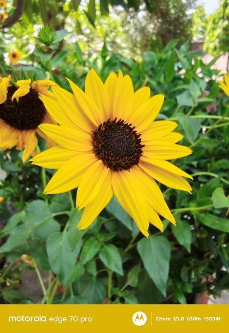 Motorola Edge 70 Pro ultrawide camera macro shot 1