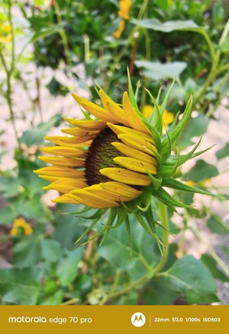 Motorola Edge 70 Pro ultrawide camera macro shot 2