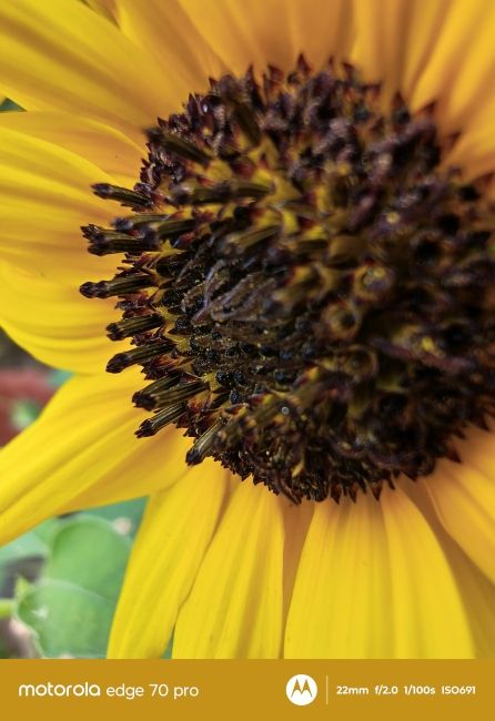 Motorola Edge 70 Pro ultrawide camera macro shot 3