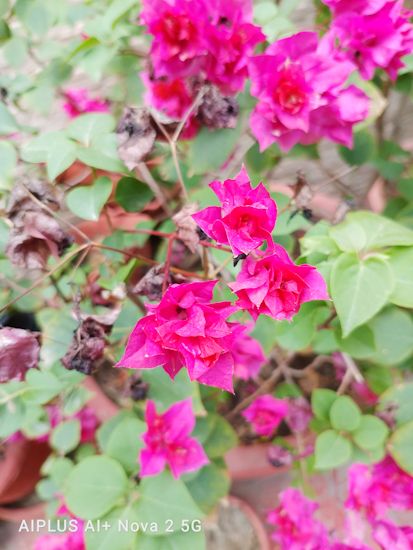 Ai+ Nova 2 5G flower shot daytime