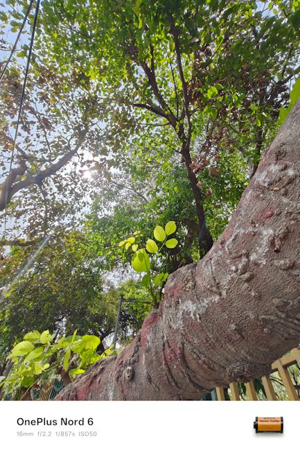 OnePlus Nord 6 16mm leaf day shot OnePlus Nord 6 16mm leaf day shot