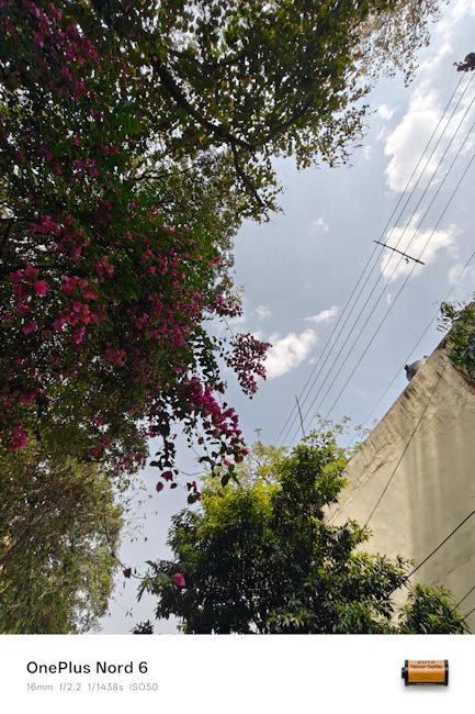 OnePlus Nord 6 16mm tree day shot OnePlus Nord 6 16mm tree day shot