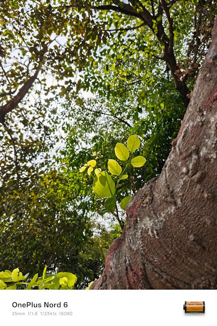 OnePlus Nord 6 25mm leaf day shot OnePlus Nord 6 25mm leaf day shot
