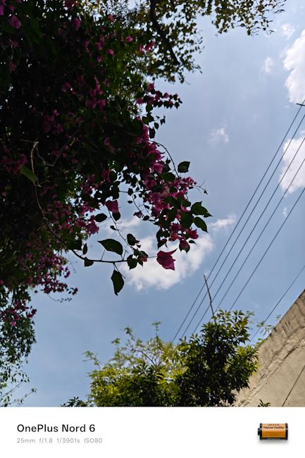 OnePlus Nord 6 25mm tree day shot OnePlus Nord 6 25mm tree day shot