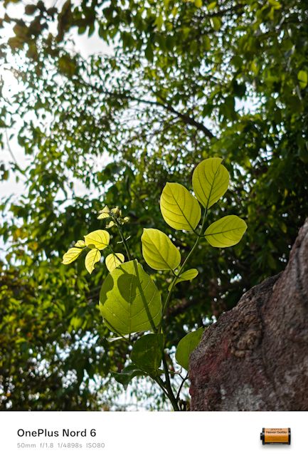 OnePlus Nord 6 50mm leaf day shot OnePlus Nord 6 50mm leaf day shot