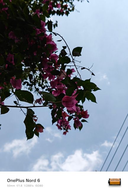 OnePlus Nord 6 50mm tree day shot OnePlus Nord 6 50mm tree day shot