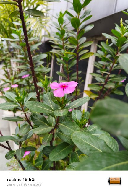 Realme 16 5G flower shot 28mm