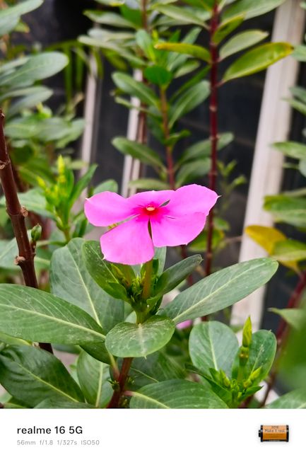 Realme 16 5G flower shot 56mm
