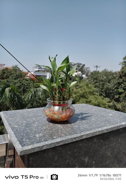 Vivo T5 Pro 26mm plant shot day