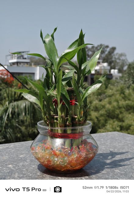 Vivo T5 Pro 52mm plant shot day