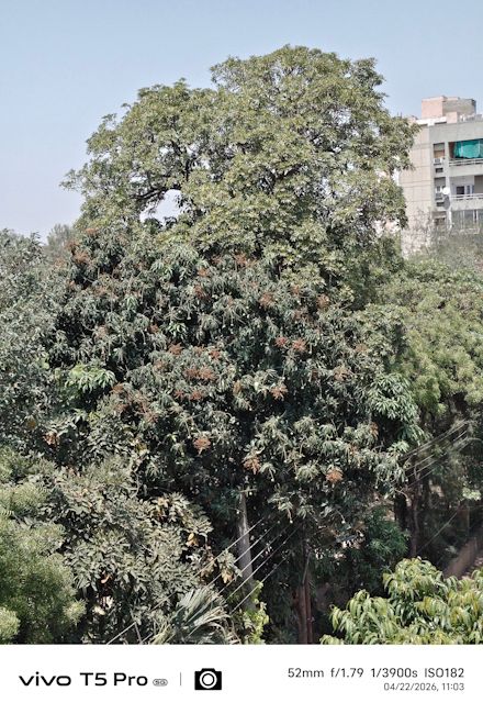 Vivo T5 Pro 52mm tree shot day