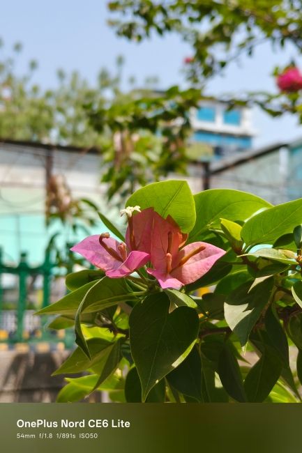 OnePlus Nord CE 6 Lite Main Camera Sample 4