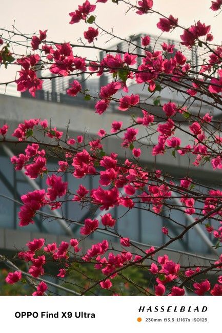 Oppo Find X9 Ultra 10x Telephoto Shots 3